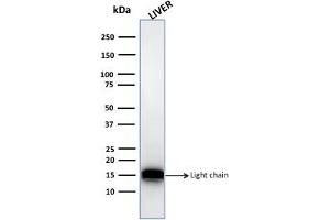 Western Blot Analysis of human liver tissue lysate using Cathepsin D Mouse Monoclonal Antibody (CTSD/3082). (Cathepsin D antibody  (AA 104-250))