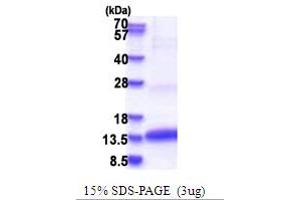 Colipase, Pancreatic (CLPS) (AA 18-112) protein (His tag)