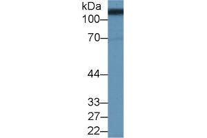 Western blot analysis of Pig Kidney lysate, using Human SLC3A2 Antibody (2 µg/ml) and HRP-conjugated Goat Anti-Rabbit antibody ( (SLC3A2 antibody  (AA 213-349))