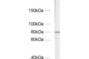 Western Blotting (WB) image for anti-Zyxin (ZYX) (AA 352-357) antibody (ABIN1742558)