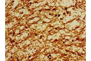Immunohistochemistry of paraffin-embedded human brain tissue using ABIN7164051 at dilution of 1:100 (POU3F1 antibody  (AA 59-257))