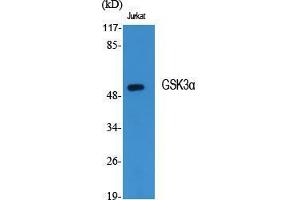 Western Blot (WB) analysis of specific cells using GSK3alpha Polyclonal Antibody. (GSK3 alpha antibody  (Ser45))