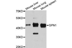 Western blot analysis of extracts of various cell lines, using GPN1 antibody (ABIN6294052) at 1:3000 dilution. (GPN1 antibody)