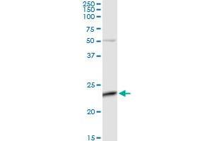C4orf43 MaxPab rabbit polyclonal antibody. (C4orf43 antibody  (AA 1-203))
