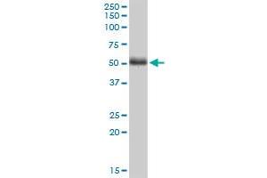 PTK9L monoclonal antibody (M01), clone 2B5. (TWF2 antibody  (AA 131-230))