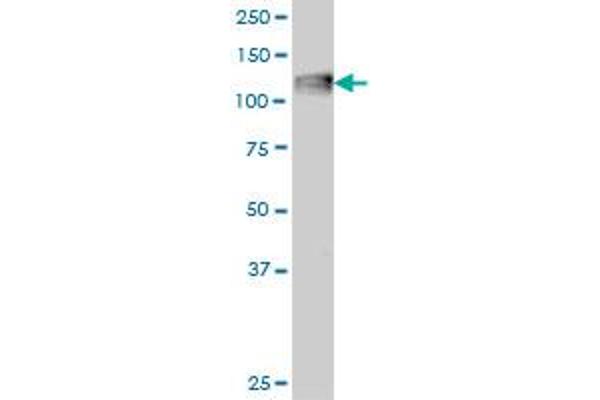 C3 antibody  (AA 1534-1644)