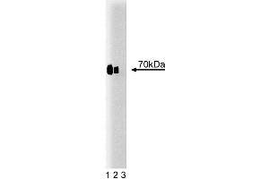 Western blot analysis of Cox-2 on a lysate from mouse macrophages treated with IFNgamma and LPS. (PTGS2 antibody  (AA 368-604))