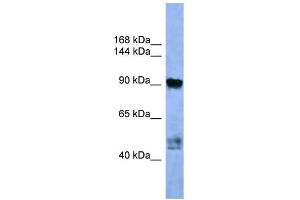 WB Suggested Anti-AP2A2 Antibody Titration: 0. (AP2A2 antibody  (C-Term))