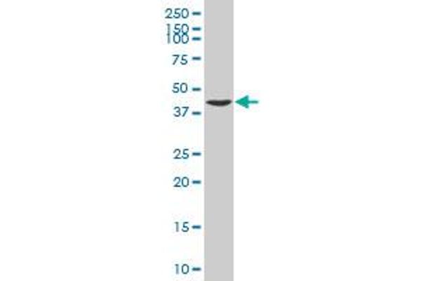 EYS antibody  (AA 309-407)