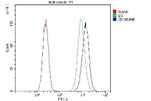 Flow Cytometry analysis of 293T cells using anti-CDC45L antibody (ABIN7600230). (CDC45 antibody  (AA 166-431))