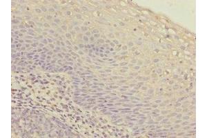 Immunohistochemistry of paraffin-embedded human tonsil tissue using ABIN7156265 at dilution of 1:100