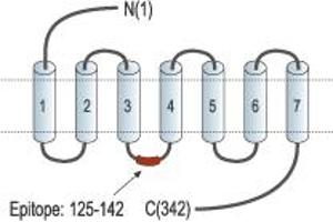 Representative domain view of the target of ABIN7885351.