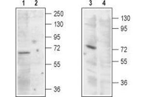 Western blot analysis of rat kidney (lanes 1 and 2) and  cells (lanes 3 and 4) lysates:1,3. (Mucolipin 1 (MCOLN1) Peptide)