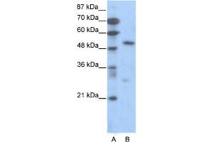 WB Suggested Anti-TCF7  Antibody Titration: 0. (TCF7 antibody  (C-Term))
