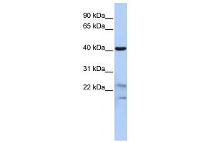 Secernin 2 antibody used at 1 ug/ml to detect target protein. (SCRN2 antibody  (N-Term))