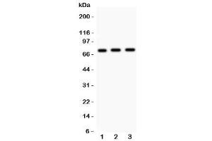 Western blot testing of Myb antibody and human samples 1:  placenta (MYB antibody  (AA 1-201))