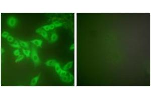 Immunofluorescence (IF) image for anti-Cystatin B (Stefin B) (CSTB) (AA 49-98) antibody (ABIN2889258) (CSTB antibody  (AA 49-98))