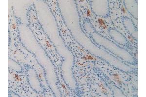 Figure. (SIRPA antibody  (AA 105-324))