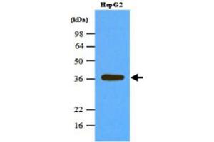 Western blot analysis of cell lysates of HepG2 (45 ug) were resolved by SDS - PAGE , transferred to NC membrane and probed with PPP1CA monoclonal antibody , clone 4G3 (1 : 1000) . (PPP1CA antibody  (AA 30-299))