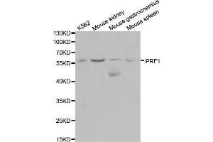 Western blot analysis of extracts of various cell lines, using PRF1 antibody. (Perforin 1 antibody  (AA 280-555))