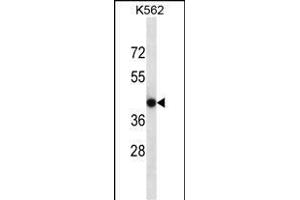 CACNG4 Antibody (Center) (ABIN656794 and ABIN2846013) western blot analysis in K562 cell line lysates (35 μg/lane). (CACNG4 antibody  (AA 147-175))