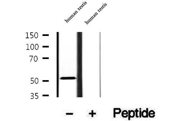 AEBP2 antibody  (Internal Region)