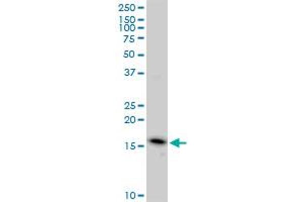 EDF1 antibody  (AA 1-148)
