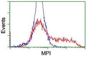 Flow Cytometry (FACS) image for anti-Mannose Phosphate Isomerase (MPI) antibody (ABIN1499546) (MPI antibody)