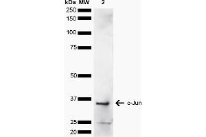 Western blot analysis of Human Cervical cancer cell line (HeLa) lysate showing detection of ~35. (C-JUN antibody  (AA 200-300) (FITC))