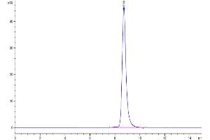 The purity of Human/Cynomolgus EFNA3 is greater than 95 % as determined by SEC-HPLC. (Ephrin A3 Protein (EFNA3) (AA 23-213) (His tag))