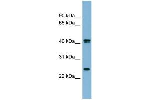 WB Suggested Anti-FETUB Antibody Titration:  0. (FETUB antibody  (N-Term))