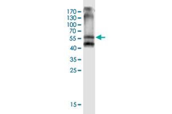 ARV1 antibody  (AA 1-271)