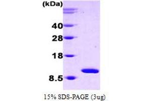 SDS-PAGE (SDS) image for Heat Shock 10kDa Protein 1 (Chaperonin 10) (HSPE1) (AA 1-102) protein (ABIN666705) (HSPE1 Protein (AA 1-102))