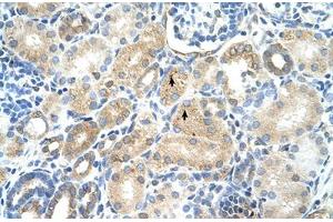 Immunohistochemical staining (Formalin-fixed paraffin-embedded sections) of human kidney with MAT1A polyclonal antibody . (MAT1A antibody  (AA 21-70))