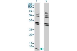 Western Blot analysis of GNG2 expression in transfected 293T cell line by GNG2 monoclonal antibody (M03), clone 4C8.