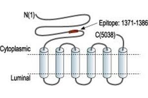 Representative domain view of the target of ABIN7885374.