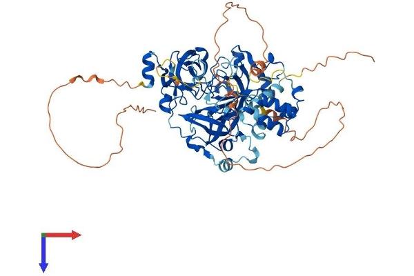 L3MBTL4 Protein (AA 1-621) (His tag)
