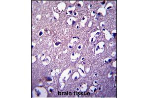 DCTN4 Antibody (N-term) (ABIN657377 and ABIN2846423) immunohistochemistry analysis in formalin fixed and paraffin embedded human brain tissue followed by peroxidase conjugation of the secondary antibody and DAB staining. (Dynactin 4 antibody  (N-Term))