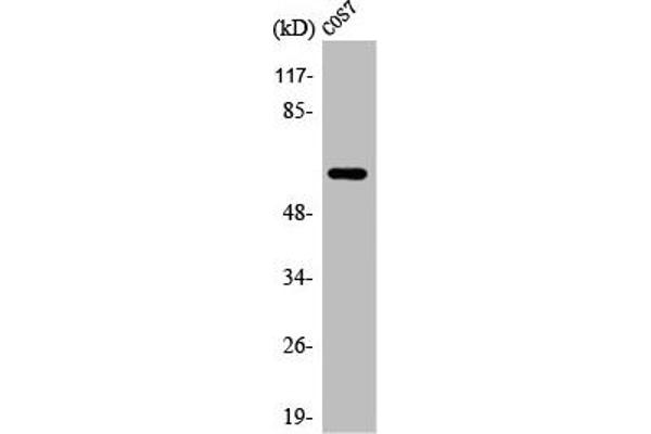 Arylsulfatase I antibody  (Internal Region)