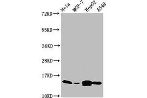 Western Blot Positive WB detected in: Hela whole cell lysate, MCF-7 whole cell lysate, HepG2 whole cell lysate, A549 whole cell lysate All lanes: IFITM2 antibody at 4.
