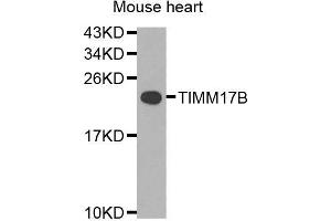 Western blot analysis of extracts of mouse heart, using TIMM17B antibody (ABIN5974909) at 1/1000 dilution. (TIMM17B antibody)