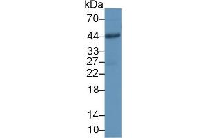 Detection of CD86 in Human Hela cell lysate using Polyclonal Antibody to Cluster Of Differentiation 86 (CD86) (CD86 antibody  (AA 37-272))