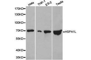 Western Blotting (WB) image for anti-Heat Shock 70kDa Protein 1-Like (HSPA1L) antibody (ABIN1873096) (HSPA1L antibody)