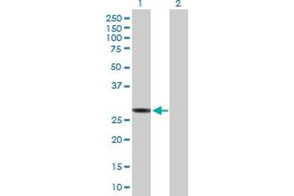 HLA-DRB3 antibody  (AA 1-266)