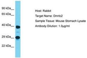 Image no. 1 for anti-DMRT-Like Family C2 (DMRTC2) (AA 280-329) antibody (ABIN6750278) (DMRTC2 antibody  (AA 280-329))