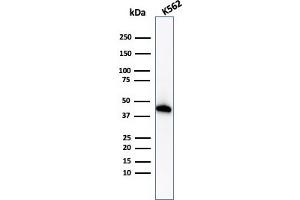 Western Blot Analysis of K562 cell lysate using Glycophorin A Rabbit Recombinant Monoclonal Antibody (GYPA/1725R). (Recombinant CD235a/GYPA antibody)