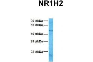Host:  Rabbit  Target Name:  NR1H2  Sample Tissue:  Human 721_B  Antibody Dilution:  1. (NR1H2 antibody  (N-Term))