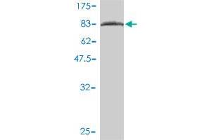 Western Blot detection against Immunogen (83. (OXSR1 antibody  (AA 1-527))