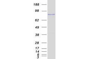 Validation with Western Blot (TBX3 Protein (Transcript Variant 2) (Myc-DYKDDDDK Tag))