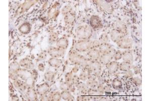 Immunoperoxidase of monoclonal antibody to GSC on formalin-fixed paraffin-embedded human salivary gland. (GSC antibody  (AA 78-186))